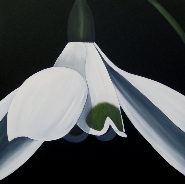 snowdrop