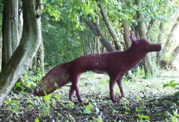 Red foxy