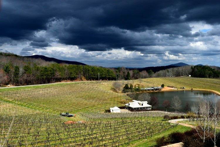 Vineyard at Georgia wine country