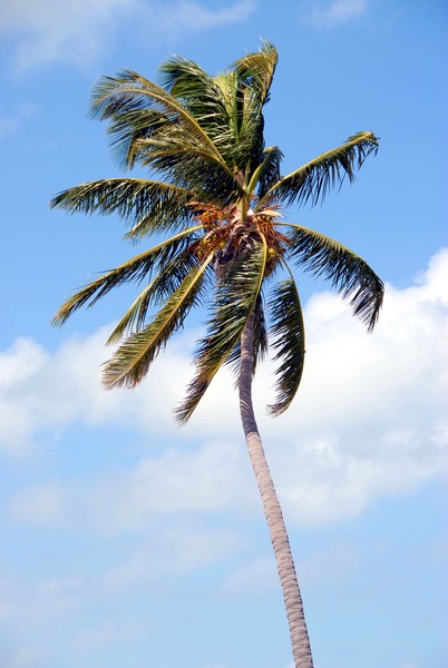 palm tree