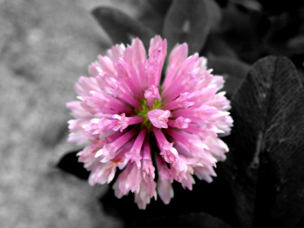 Pink Clover