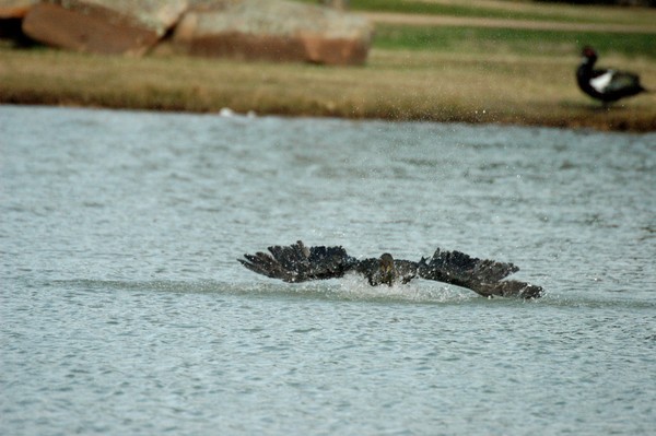 Splash Down