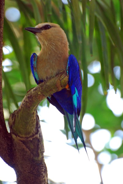 Blue Feathers