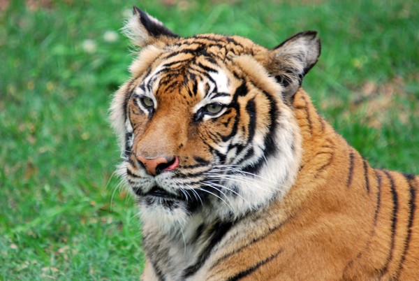 Tiger's Eyes