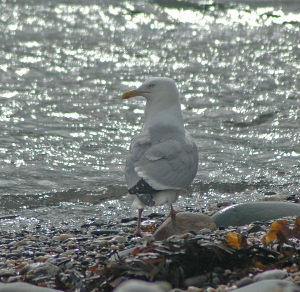 seagull2