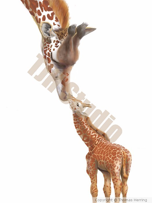 Mother Giraffe and Baby