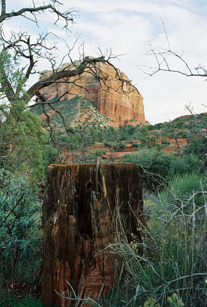 Cathedral Rock Framed by Branch