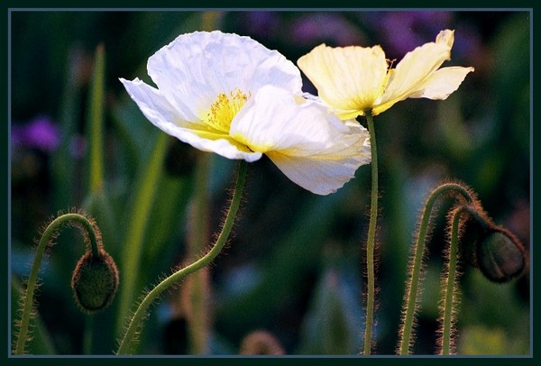 Embracing.......
