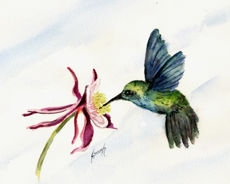 Green Violet ear Hummingbird