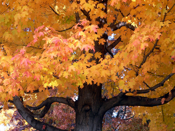 LEAVES AND BARK