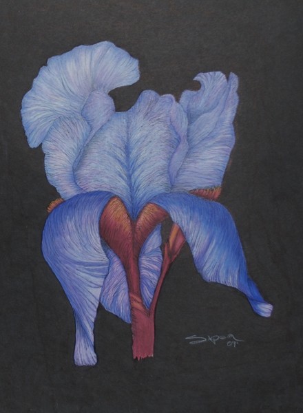 purple iris