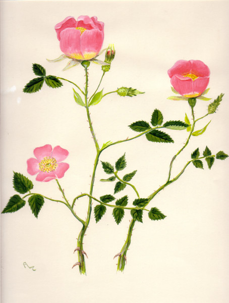 Wild Roses
