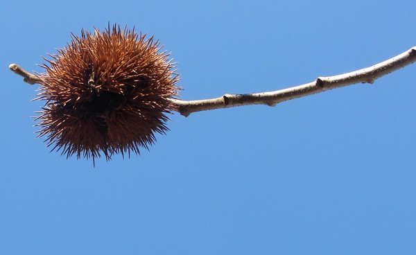 Chestnut