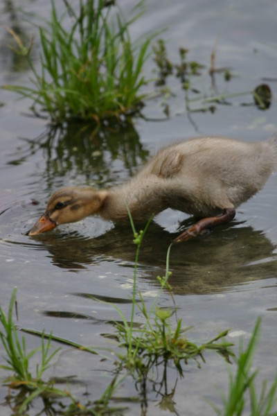 Little Quacker