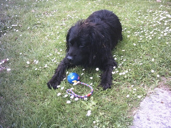 poppy at play still