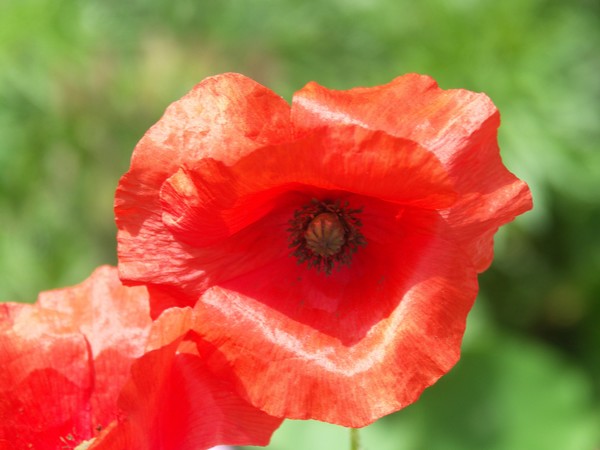POPPYS BLOOMING1