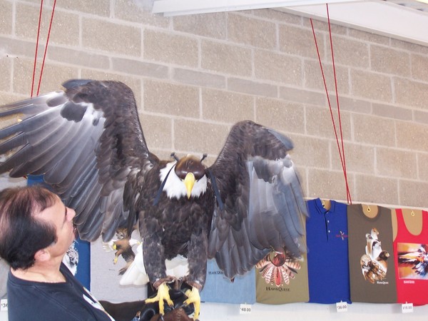 endangered eagle