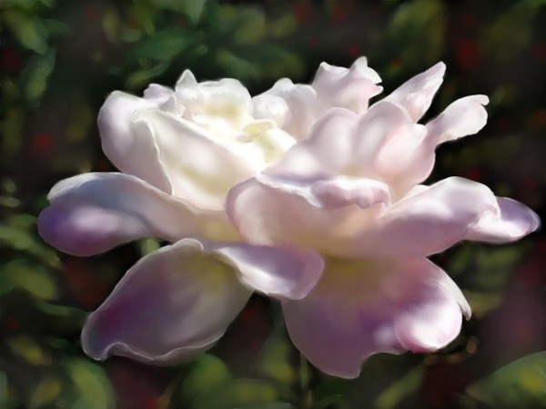Pale Rose bloom II