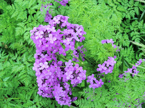 purlpe wildflowers 