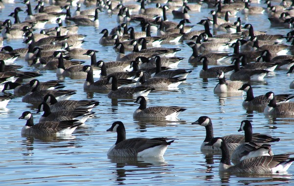 Geese On The Pond
