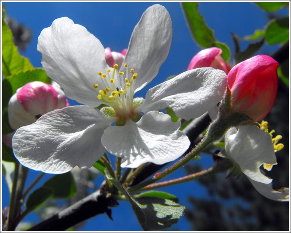 Cherry Blossom 2