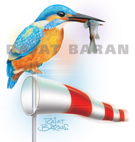 KINGFISHER