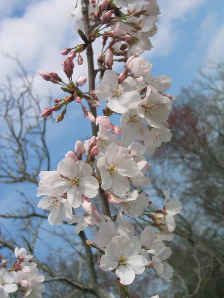 Yoshino cherry tree