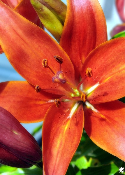 RED LILY