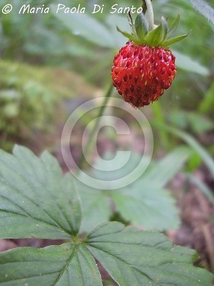 Wild strawberry