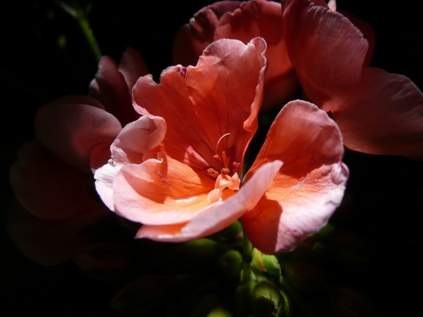 My Springtime Soul