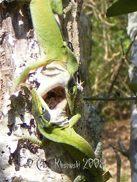 Lizards Fighting