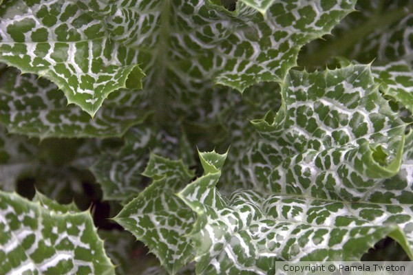 Leafy Maze