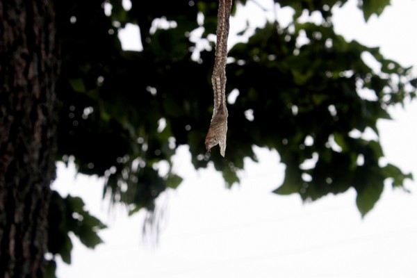 Snake skin 2