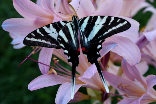 Black and white swollow tail
