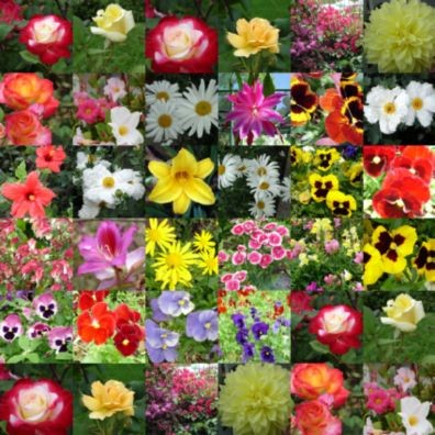 spring fever