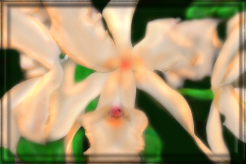 The Memory of a Pink Cheeked Orchid