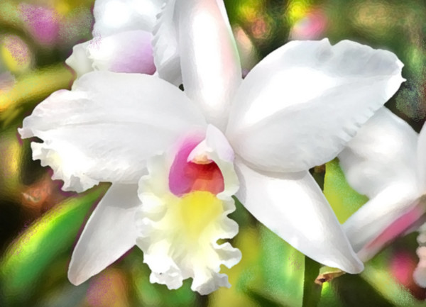 Pure Orchid for Baby Will's Christening
