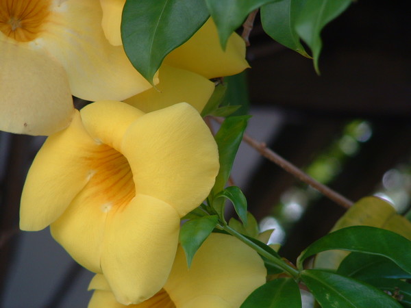 Yellow Flower
