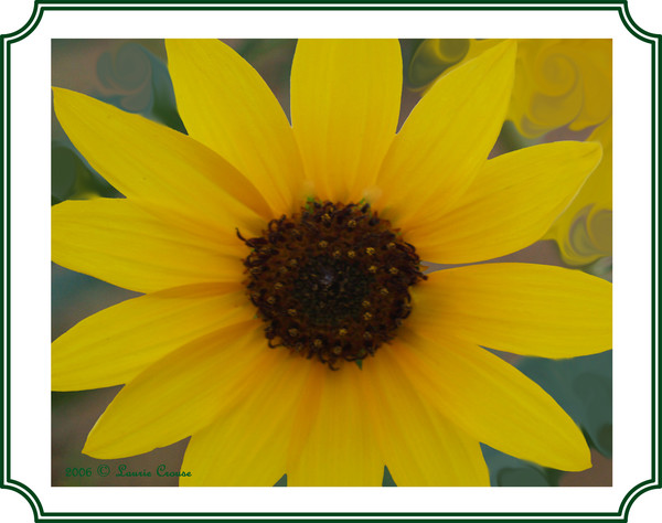 Wildflower
