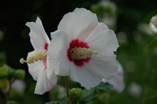 A Mid Summer Day's Dream 2