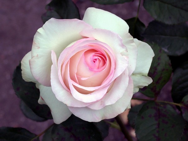 White Rose
