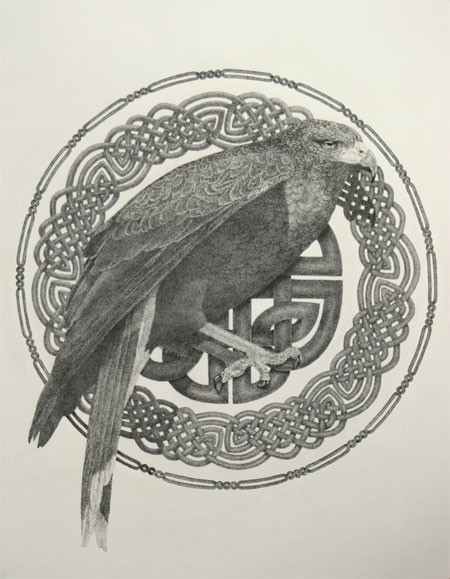 Seabhac (Harris hawk)