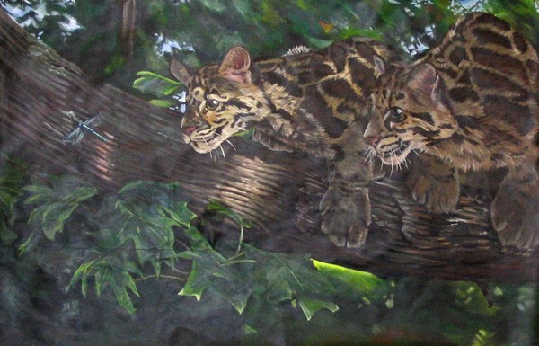 Clouded Leopards