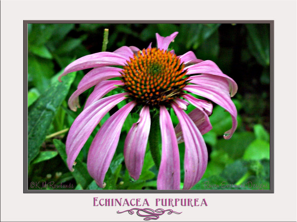 Echinacea