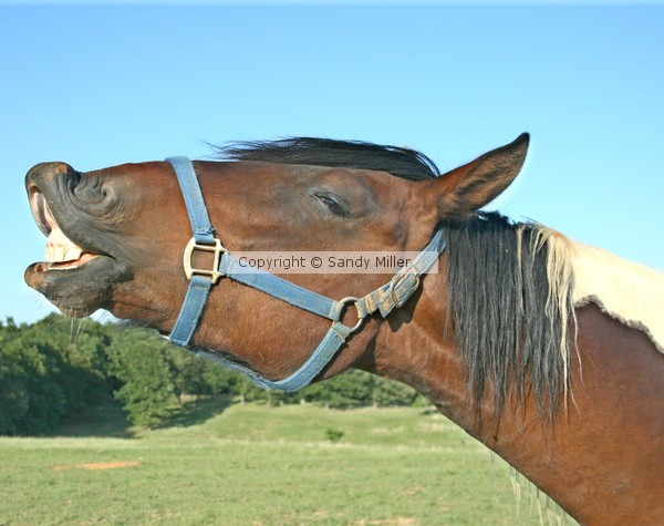 Say Cheese!
