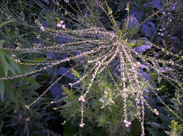 What kind of plant is this?