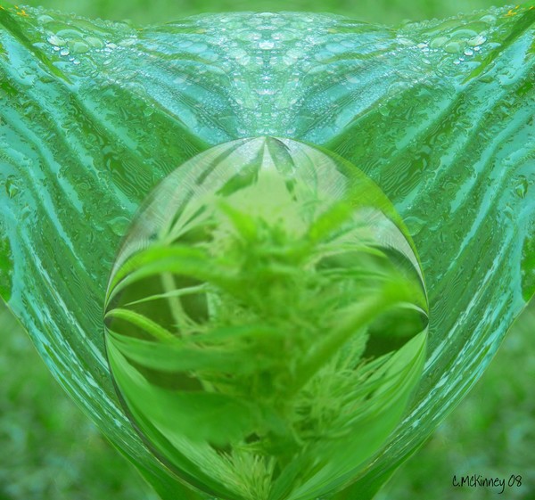 Reflection Of A Bud In A Drop Of Dew