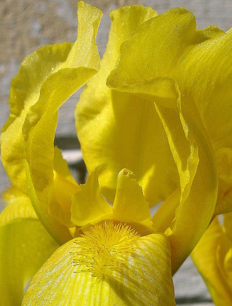 Yellow Iris