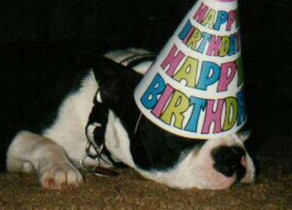 Pooped Party Puppy