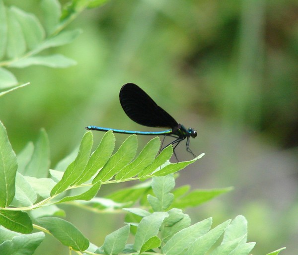 Single dragonfly at rest